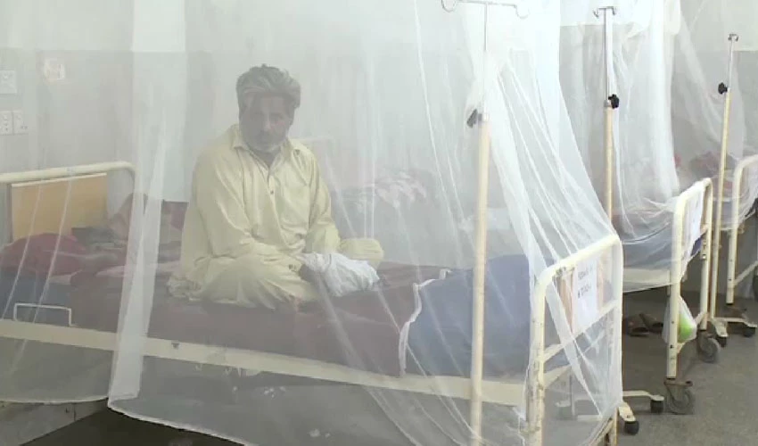 More 77 dengue cases reported in federal capital during last 24 hours