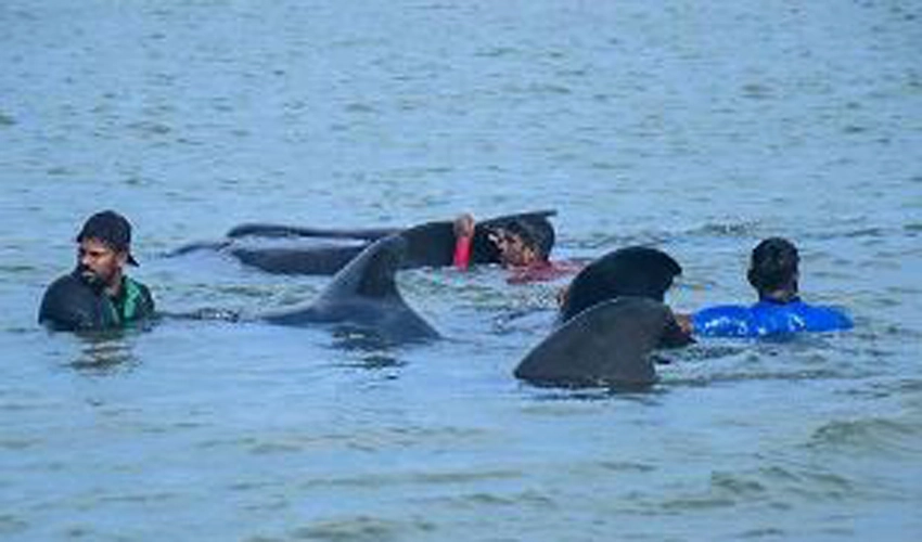 11 stranded pilot whales saved in Sri Lanka