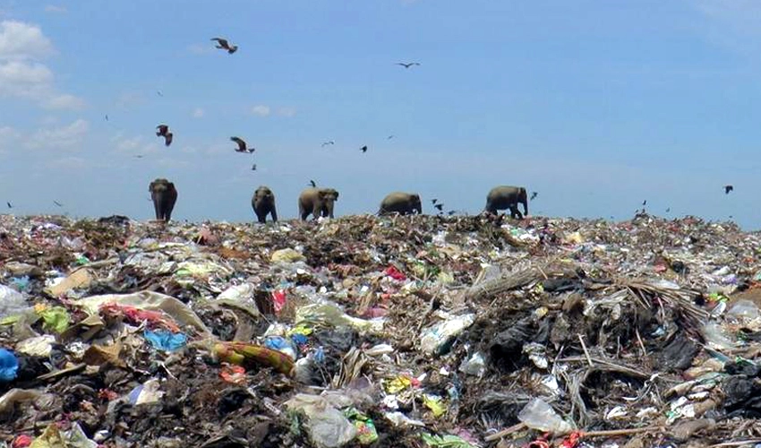 Sri Lanka bans single-use plastics to save elephants