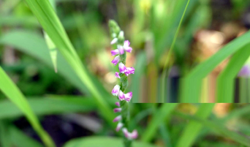 New 'glass-like' orchid species discovered in Japan