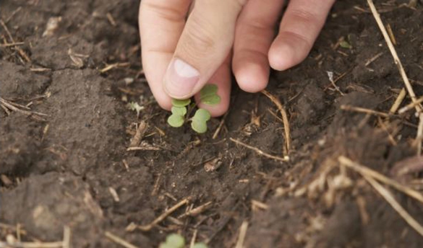 Canadian Prairies farmers try to adapt to a warming world