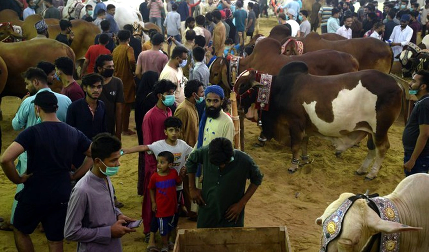 Huge rush in cattle markets amid attraction of children