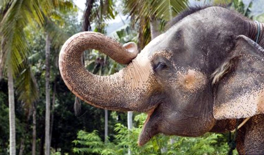 India's oldest elephant dies at estimated age of 89