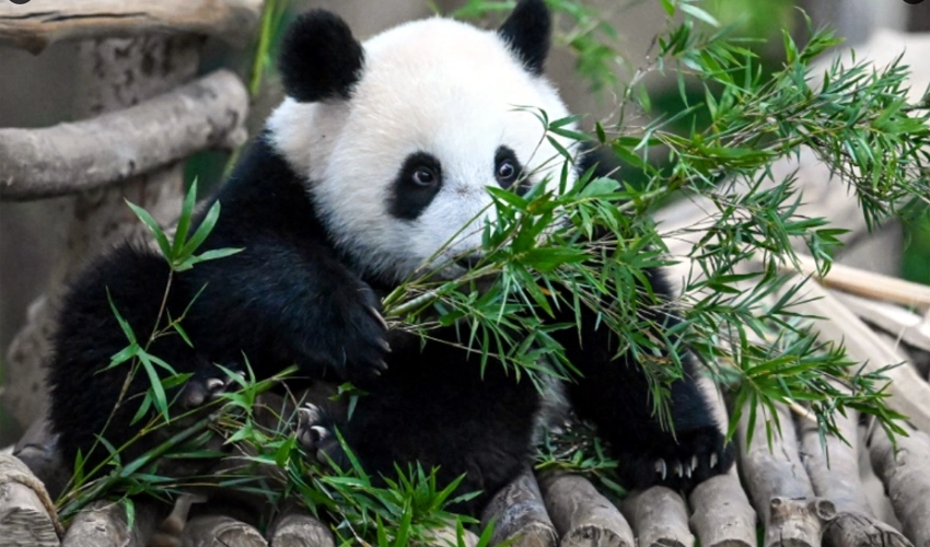 Tears as Malaysia-born panda cubs head to China