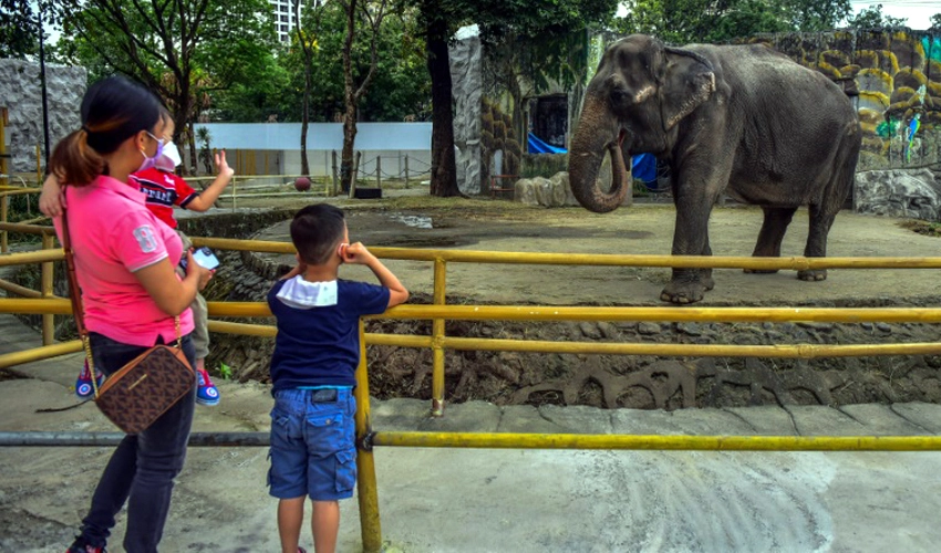 Elephant at centre of animal rights campaign dies in Philippine zoo