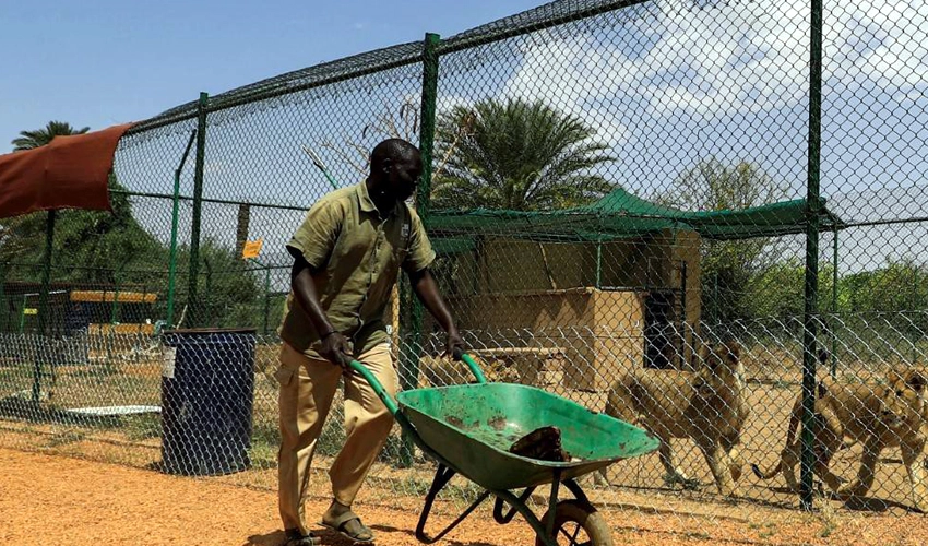 Mission to rescue lions and hyenas in war-torn Sudan
