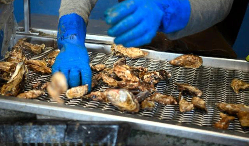 French oyster sales clam up as contamination scare spreads