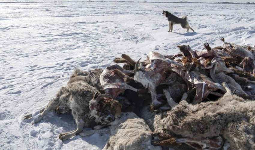 2 million animals dead as extreme winter weather hits Mongolia
