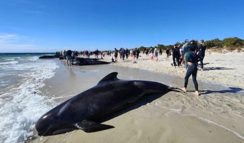 Up to 160 pilot whales stranded on Australian beach