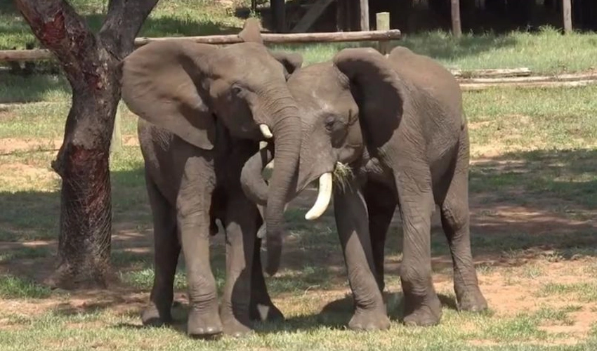 For elephants, like people, greetings are a complicated affair