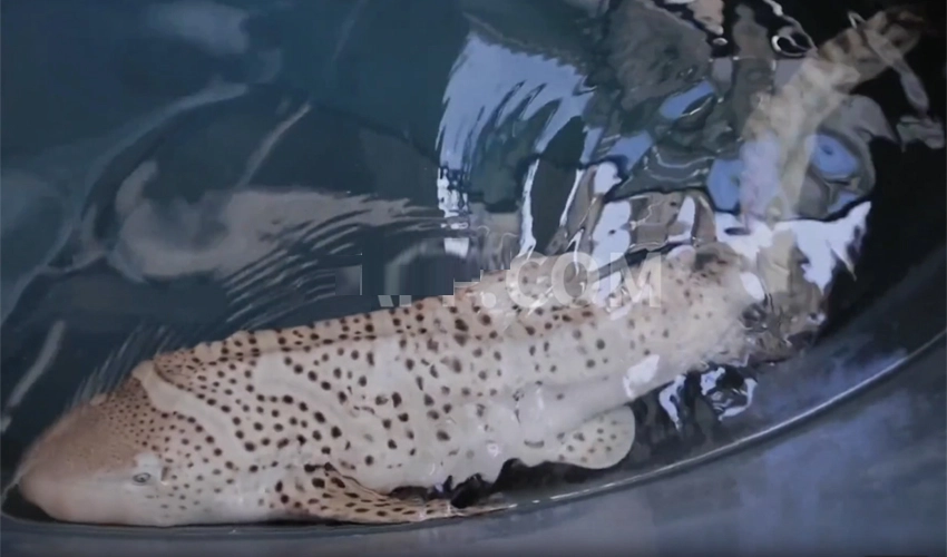 Endangered zebra sharks hatch in Indonesia rewilding project