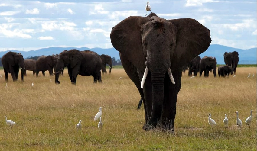 Study shows elephants might call each other by name