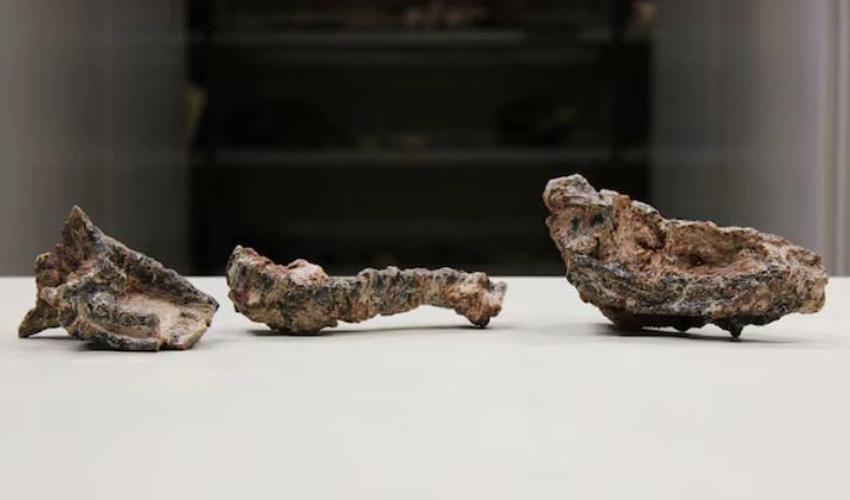 Fossils of ancient crocodile-like reptile found in Brazil