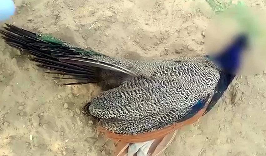 11 peacocks die in sweltering heat in Tharparkar