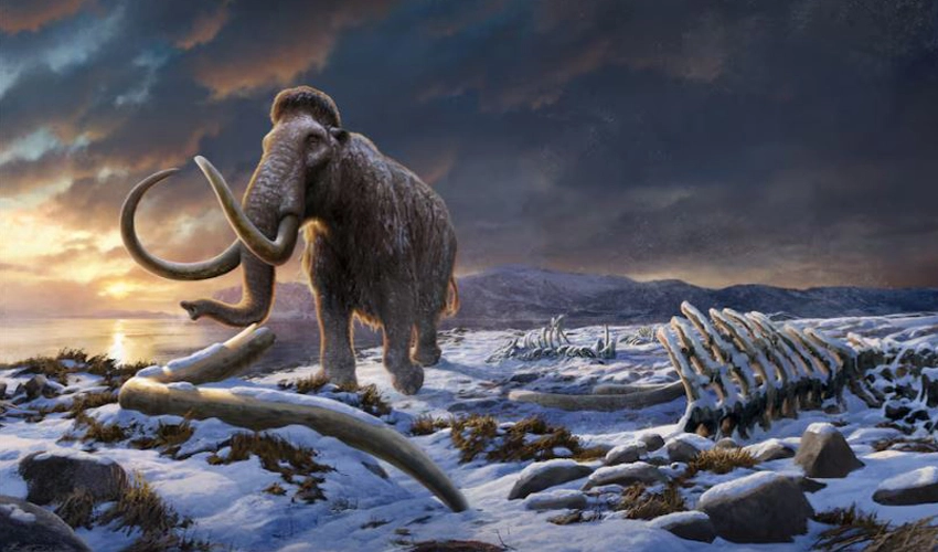 Genome study deepens mystery of what doomed Earth's last mammoths