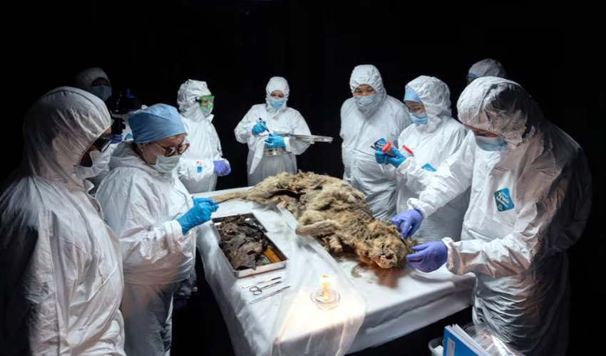 Russian scientists conduct autopsy on 44,000-year-old permafrost wolf carcass