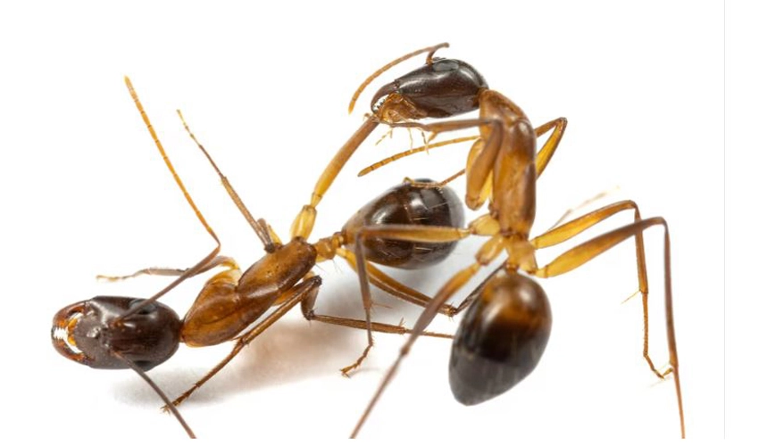 Ants perform limb amputations on injured comrades to save their lives