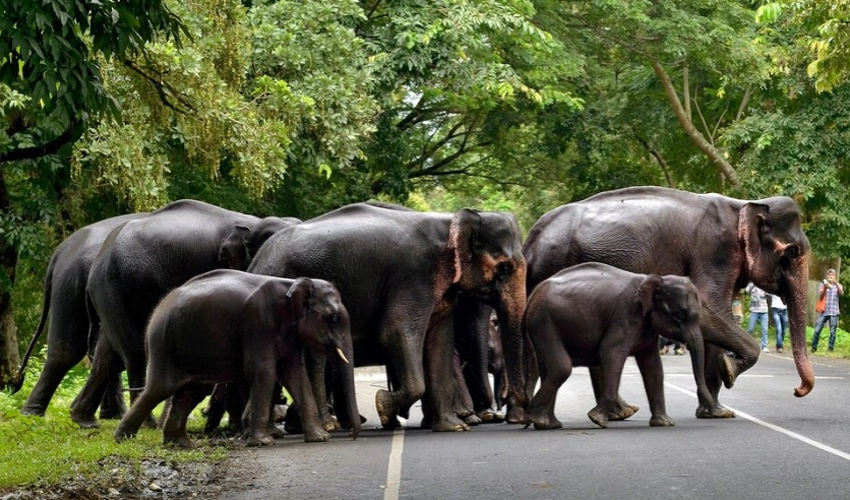 Spanish tourist killed by elephant in South Africa