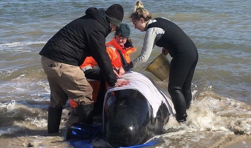 12 whales put down in Scotland mass stranding