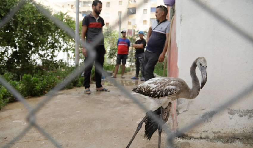 Baby flamingos saved from drought-decimated lake in Algeria