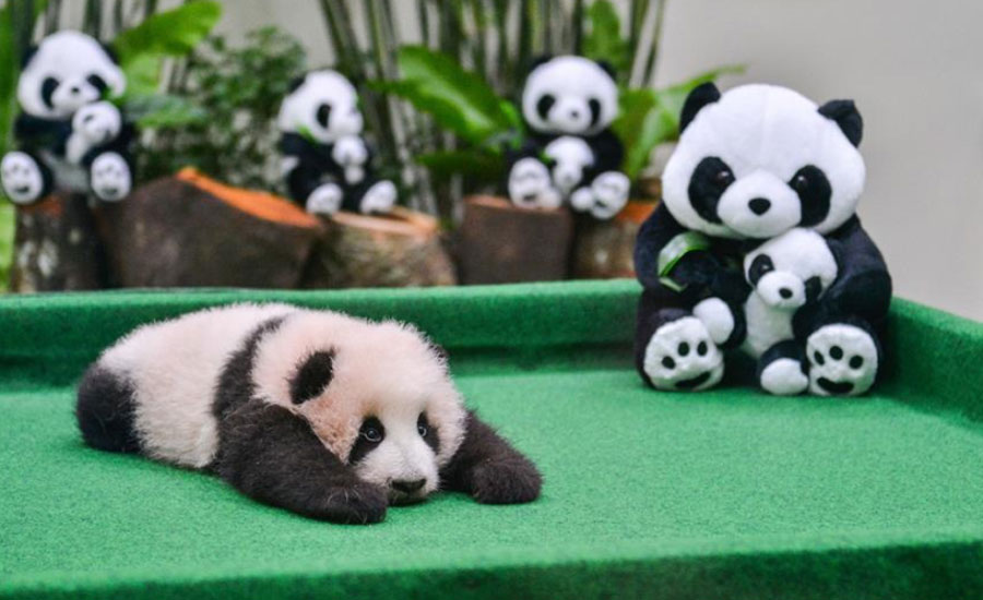 Third giant panda cub born at Malaysia zoo