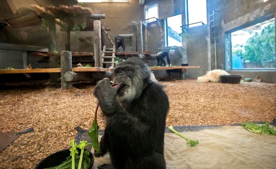 Oldest male chimpanzee in US dies at age 63 at California zoo